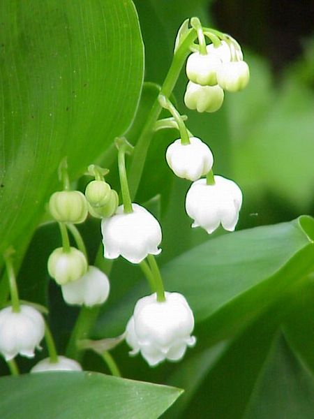 muguet